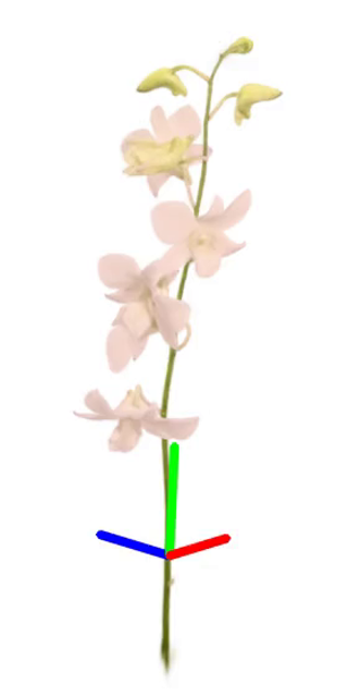 Cooktown Orchid Thumbnail