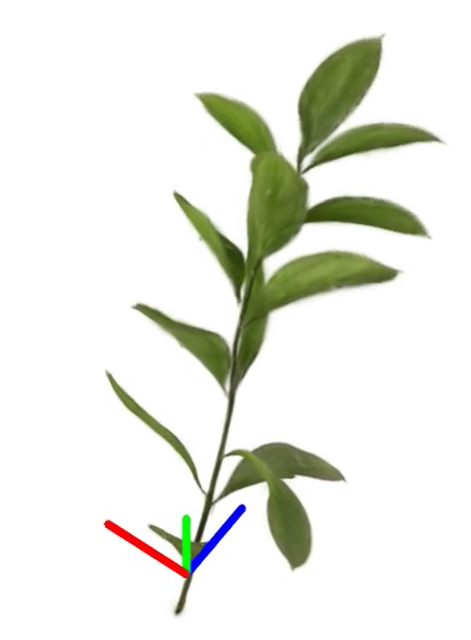 Orchid Leaf Thumbnail