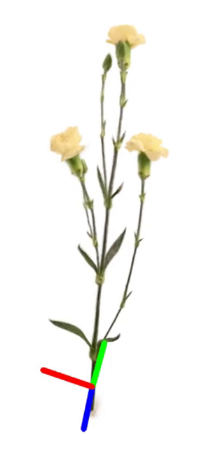 Spray Carnation Thumbnail